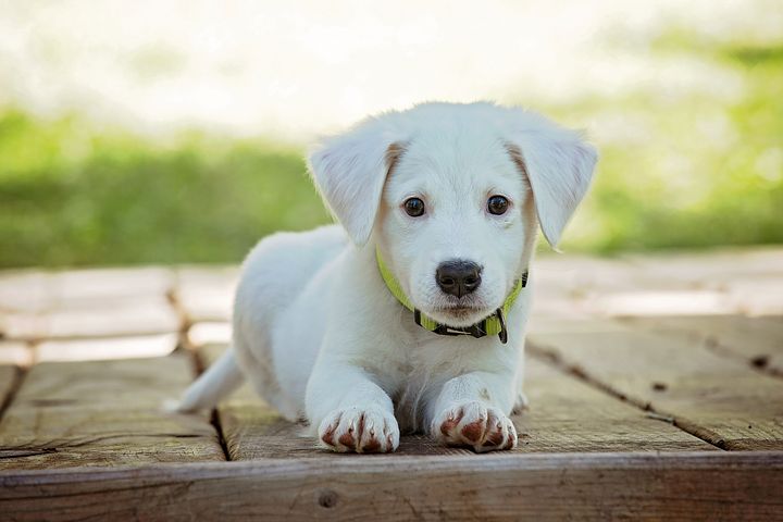 puppy-1903313__480